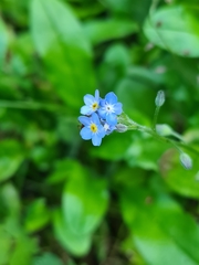 Myosotis sylvatica