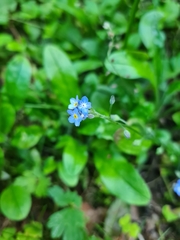 Myosotis sylvatica