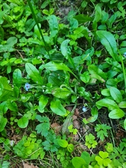 Myosotis sylvatica