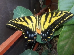 Papilio multicaudata