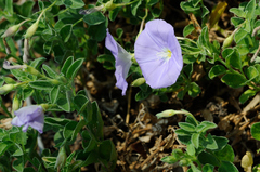 Convolvulus sabatius