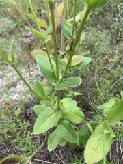 Coreopsis intermedia