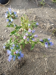 Echium vulgare