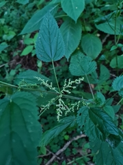 Urtica dioica