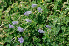 Convolvulus sabatius
