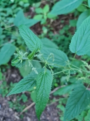 Urtica dioica