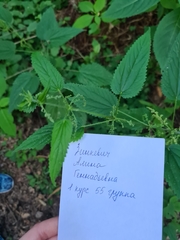 Urtica dioica