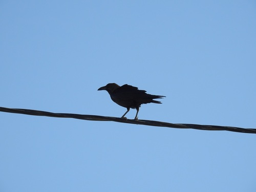 Brown-necked Raven