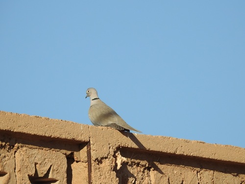 Eurasian Collared-Dove