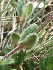 Cerastium alpinum