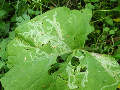 Phytomyza lappae