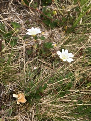 Cerastium alpinum