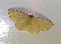 Destutia flumenata