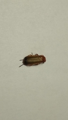 Rhagonycha fulva