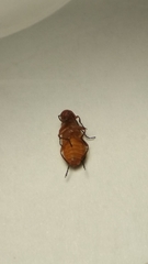Rhagonycha fulva