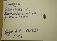 Rhagonycha fulva