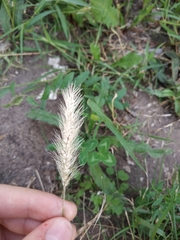 Setaria viridis