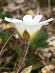 Cerastium alpinum