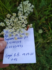 Rhagonycha fulva