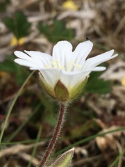 Cerastium alpinum