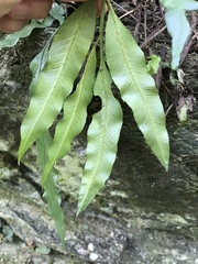 Asplenium formosae