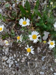 Tripleurospermum inodorum