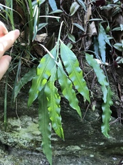 Asplenium formosae