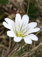 Cerastium alpinum