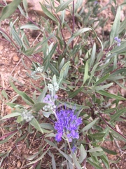 Caryopteris mongholica