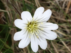 Cerastium alpinum