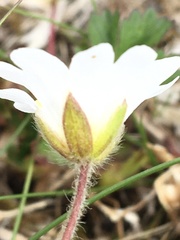 Cerastium alpinum
