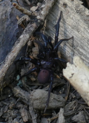 Antrodiaetus