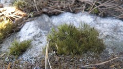 Paraleucobryum longifolium