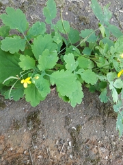 Chelidonium majus