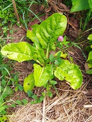 Beta vulgaris vulgaris