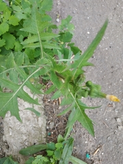 Sonchus oleraceus