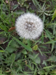 Taraxacum officinale