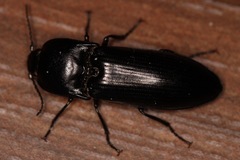 Melanactes densus