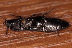 Melanactes densus