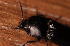 Melanactes densus