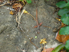 Aspidoscelis angusticeps