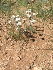 Ptilotrichum canescens