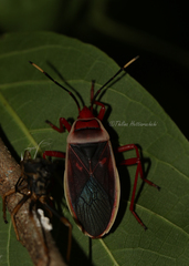 Probergrothius varicornis