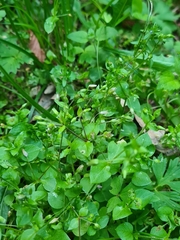 Stellaria media
