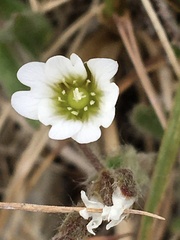 Cerastium alpinum