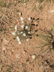 Ptilotrichum canescens