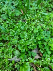 Stellaria media