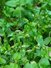 Stellaria media
