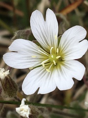 Cerastium alpinum