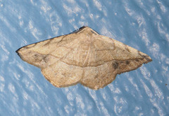 Patalene olyzonaria
